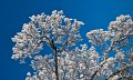 Frosty branches